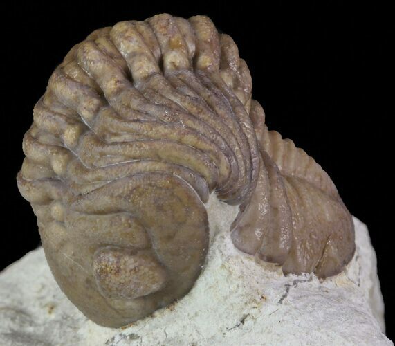 Lochovella (Reedops) Trilobite - Oklahoma #68636